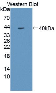 PAB495Bo01.jpg