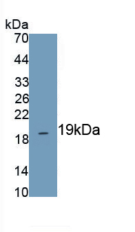 PAB501Bo01.jpg