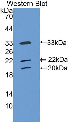 PAB502Hu01.jpg