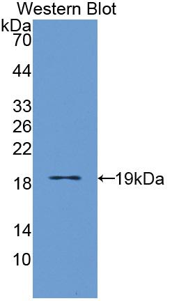 PAB505Hu01.jpg