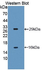 PAB524Mu01.jpg