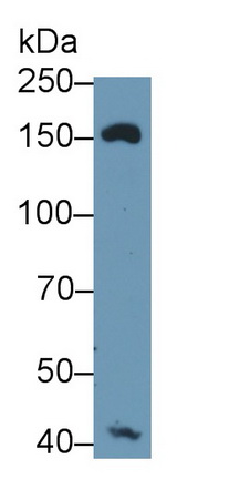 Polyclonal Antibody to Mannose Receptor C Type 1 (MRC1)