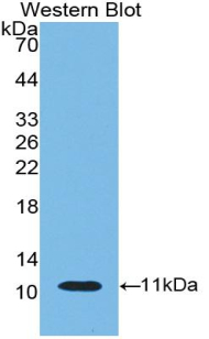 Polyclonal Antibody to Indoleamine-2,3-Dioxygenase (IDO)