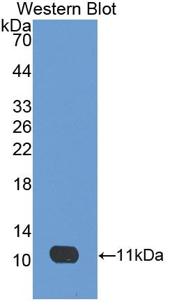 Polyclonal Antibody to Indoleamine-2,3-Dioxygenase (IDO)