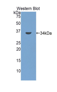 PAB551Ra01.jpg