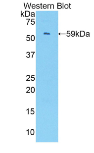 Polyclonal Antibody to Interferon Regulatory Factor 1 (IRF1)