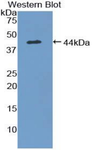 Polyclonal Antibody to Mucosae Associated Epithelia Chemokine (MEC)