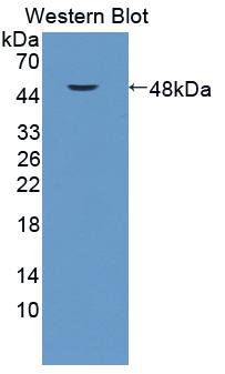 PAB597Hu01.jpg