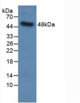 Polyclonal Antibody to Surfactant Protein C (SP-C)