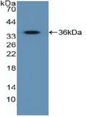 PAB629Hu01.jpg