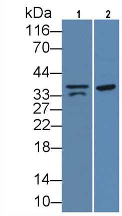 PAB653Hu06.jpg