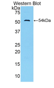 PAB656Mu02.jpg