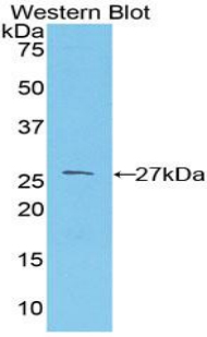 Polyclonal Antibody to Prion Protein (PRNP)