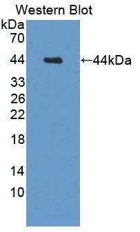 PAB686Hu06.jpg