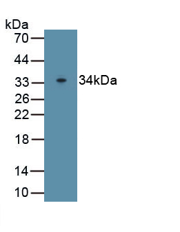 PAB690Ra01.jpg