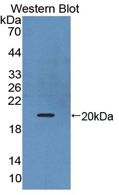 PAB700Hu01.jpg