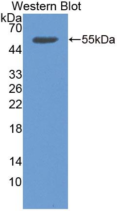 Polyclonal Antibody to Glycophorin C (GYPC)