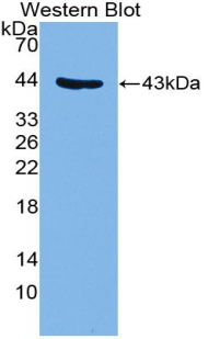 Polyclonal Antibody to Glycophorin C (GYPC)