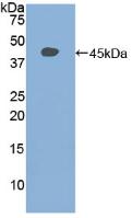 Polyclonal Antibody to Signal Transducer And Activator Of Transcription 3 (STAT3)