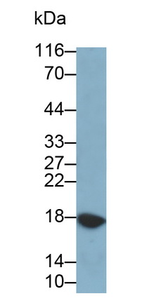 Polyclonal Antibody to Ribonuclease A3 (RNASE3)