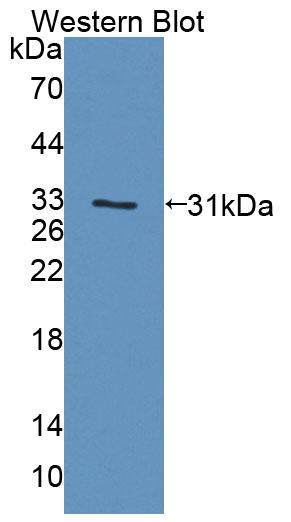 PAB767Mu01.jpg