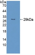 PAB788Hu01.jpg