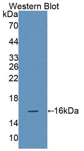 PAB804Hu01.jpg