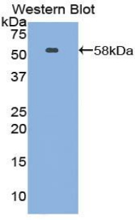 Polyclonal Antibody to Netrin 1 (Ntn1)