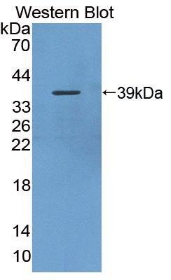 PAB840Hu01.jpg