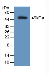 PAB854Hu01.jpg