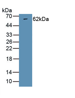 Polyclonal Antibody to Neuregulin 1 (NRG1)