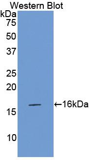 Polyclonal Antibody to Coagulation Factor VII (F7)