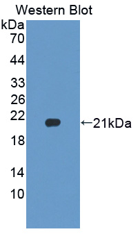 Polyclonal Antibody to Fibroblast Growth Factor 10 (FGF10)