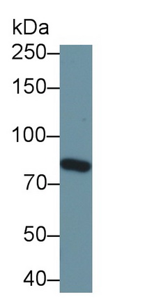 Polyclonal Antibody to Oxidosqualene Cyclase (OSC)