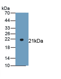 PAB924Hu02.jpg