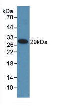 Polyclonal Antibody to Matrix Metalloproteinase 25 (MMP25)