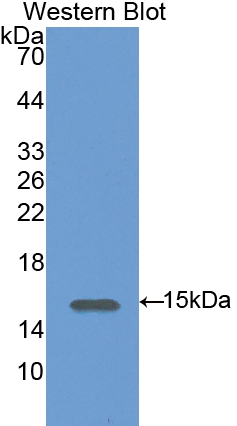 Polyclonal Antibody to Syndecan 4 (SDC4)