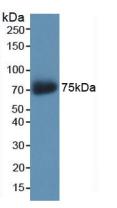 Polyclonal Antibody to Syndecan 1 (SDC1)