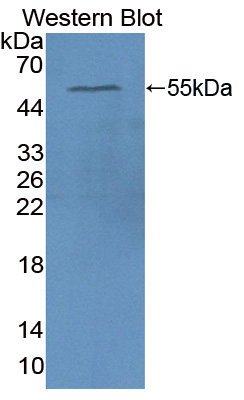 Polyclonal Antibody to Apolipoprotein A4 (APOA4)