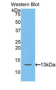 Polyclonal Antibody to Hepcidin (Hepc)