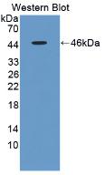 Polyclonal Antibody to Apolipoprotein A5 (APOA5)