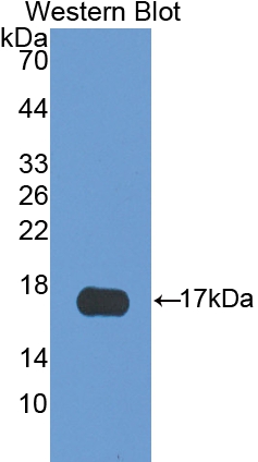 PAC015Hu01.jpg