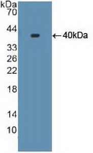 PAC016Hu01.jpg