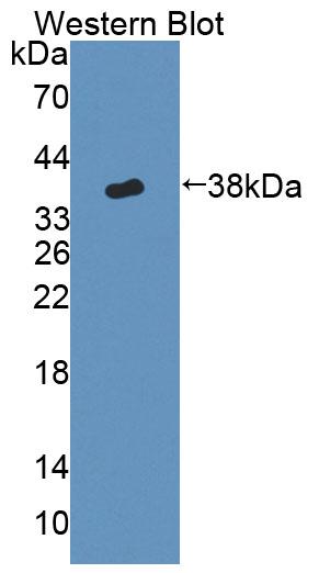 PAC016Mu01.jpg