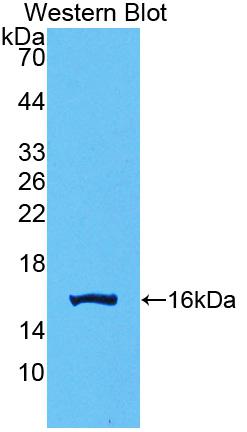 PAC034Hu01.jpg