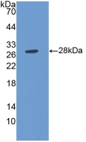 PAC056Hu01.jpg