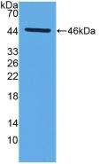 Polyclonal Antibody to Matrix Metalloproteinase 14 (MMP14)