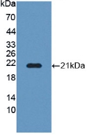 PAC072Hu01.jpg