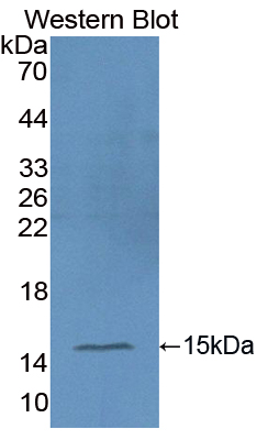 PAC073Mu01.jpg