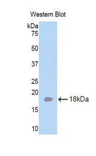 Polyclonal Antibody to Laminin Alpha 4 (LAMa4)